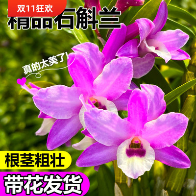 多品种石斛兰带花苞好养