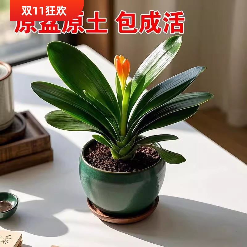 君子兰花盆栽室内室外绿植好养