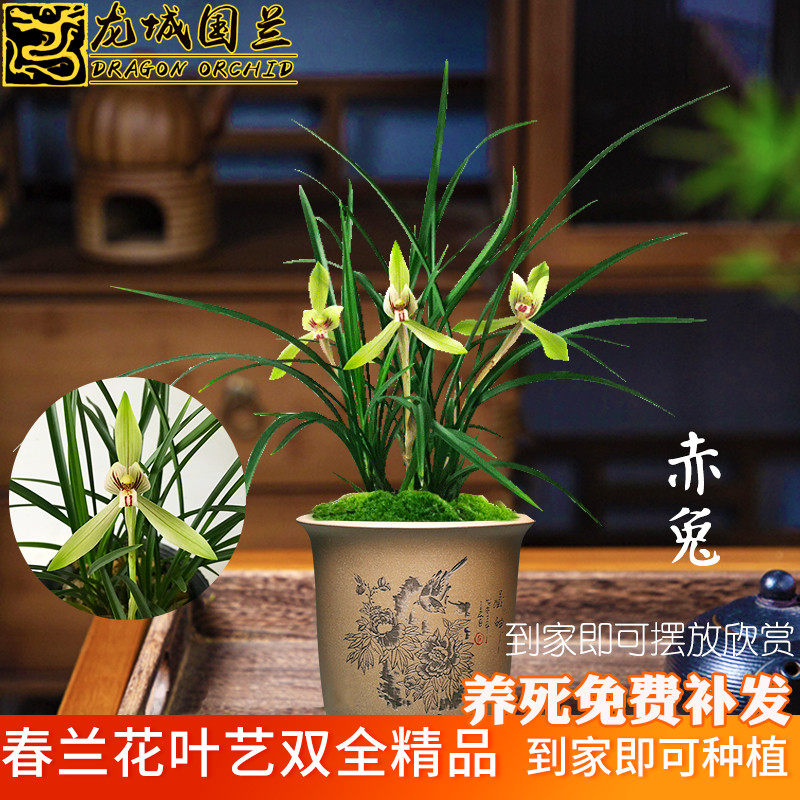 龙城兰花苗 春兰大花型好养 赤兔 冬带浓香花苞出售绿植花卉盆栽