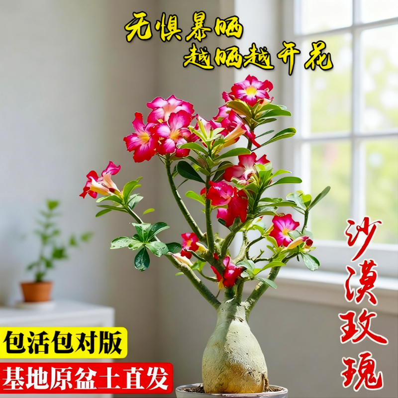 沙漠玫瑰重瓣带花苞盆栽夏黄金阳台好养耐旱盆景植物花卉开花