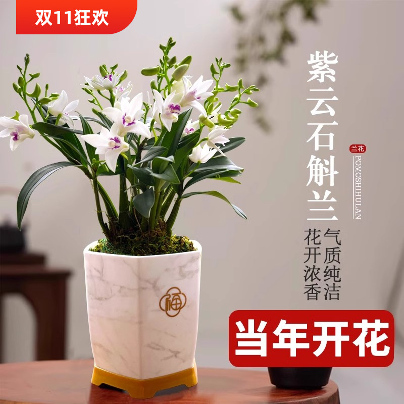 兰花苗紫云泼墨石斛兰冬带花苞