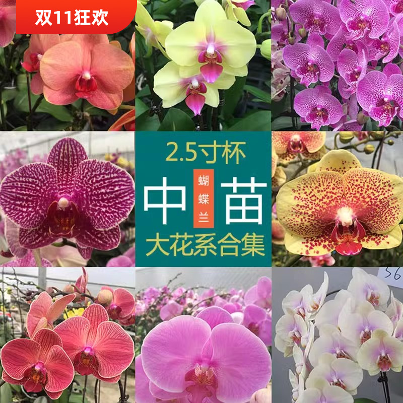 正宗对版蝴蝶兰花苗2.8/3.0寸中苗洋兰蝴蝶兰盆栽室内花气质高贵