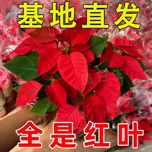 一品红盆栽鸿运当头室内客厅净化空气阳台观赏花卉圣诞花好养植物