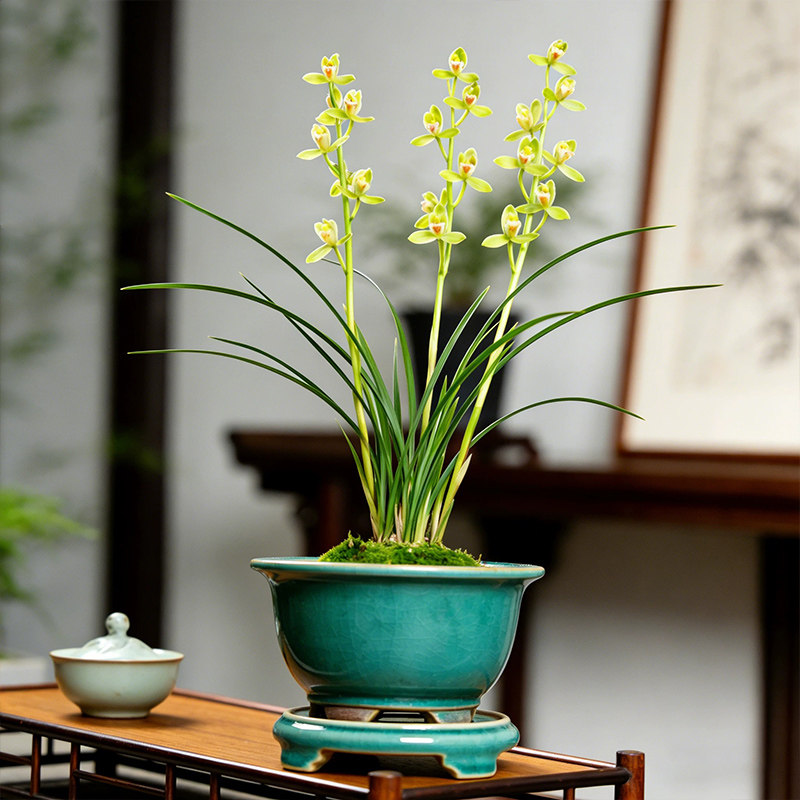 兰花盆栽植物名贵建兰铁骨素梅四季兰草兰花苗带花苞大众国兰漳州