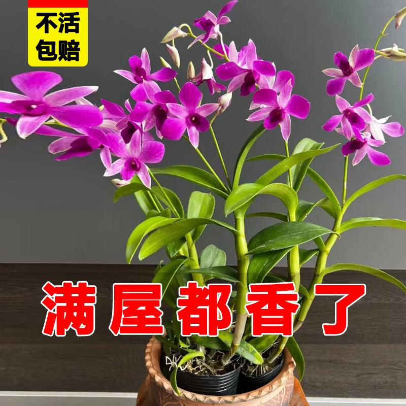 带花苞兰花苗泼墨石斛带花苞绿植