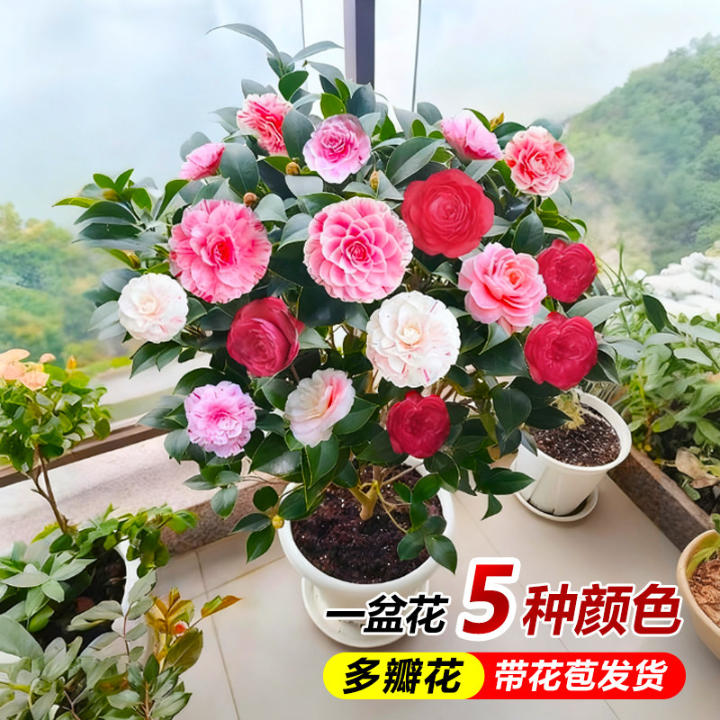 5色赤丹茶花苗带花苞 四季香妃花卉盆栽易活花苗好养耐寒绿植
