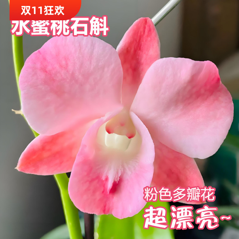 水蜜桃泰国大花石斛兰开花浓香