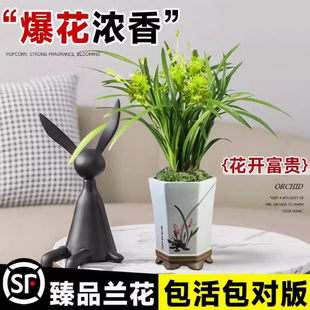 名贵兰花盆栽带花苞大苗浓香花开富贵绿植室内外客厅四季花绿植