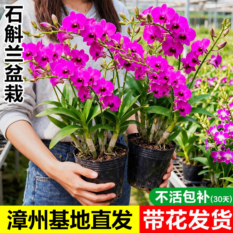 香水石斛兰盆栽带花室内花卉绿植