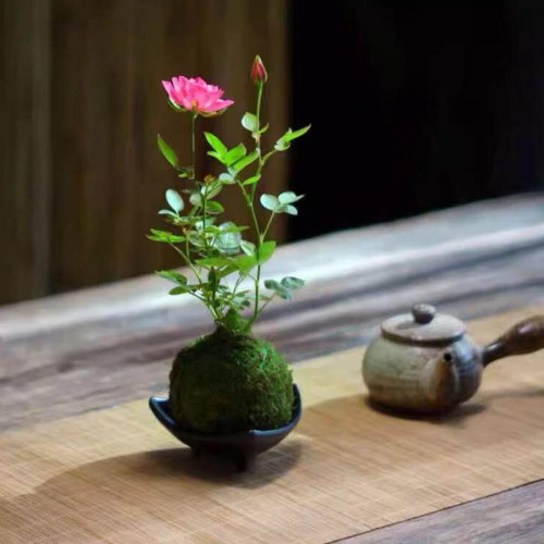 带花四季开花迷你超微型月季