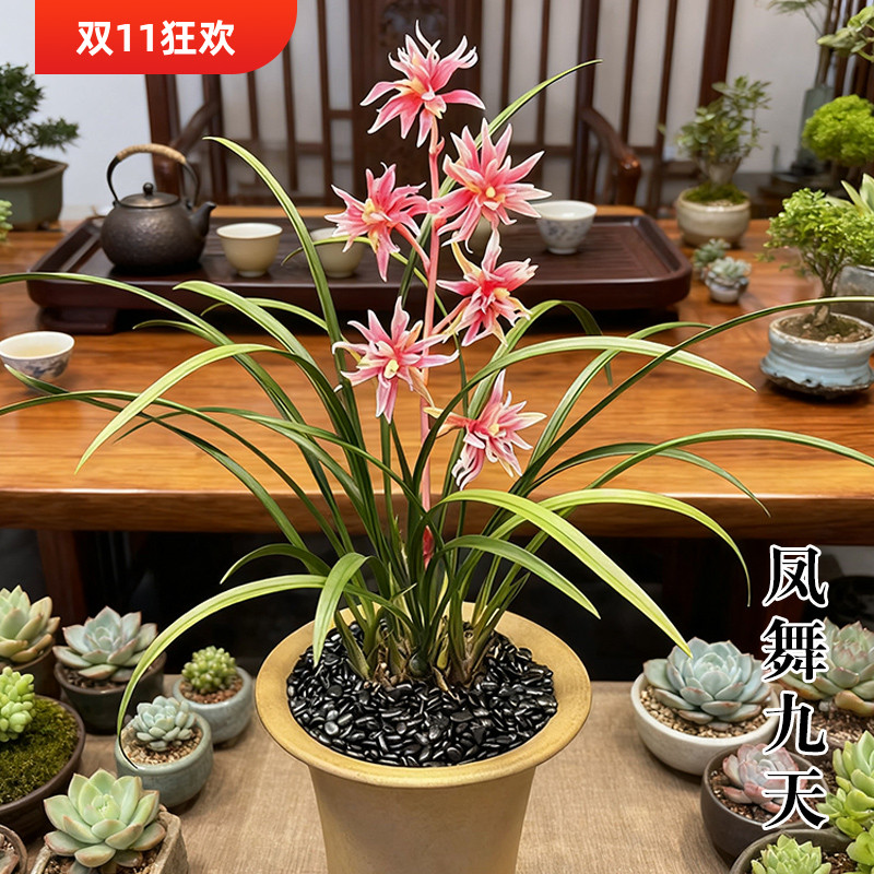 兰花苗盆栽凤舞九天 黄金甲 粉月荷带花苞四季花卉室内外好养绿植