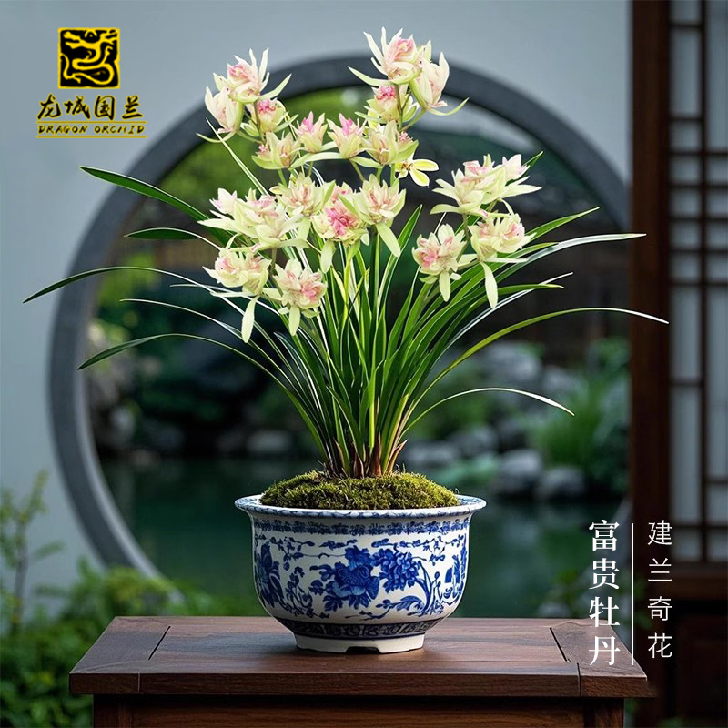 浓香夏秋带花苞室内名贵盆栽