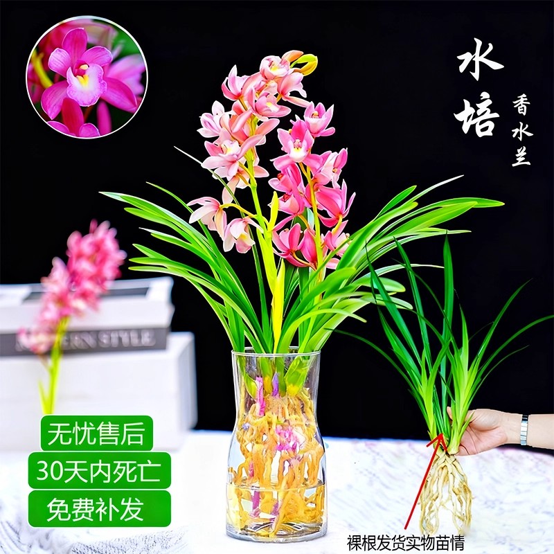 新品水培香水兰花苗粉桃四季好养浓香带花苞室内耐阴花卉绿植盆栽