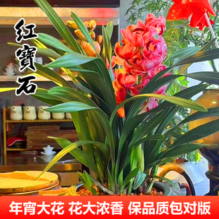 兰花苗墨兰四季名草红宝石钻石红花浓香室内好养绿植花卉盆栽