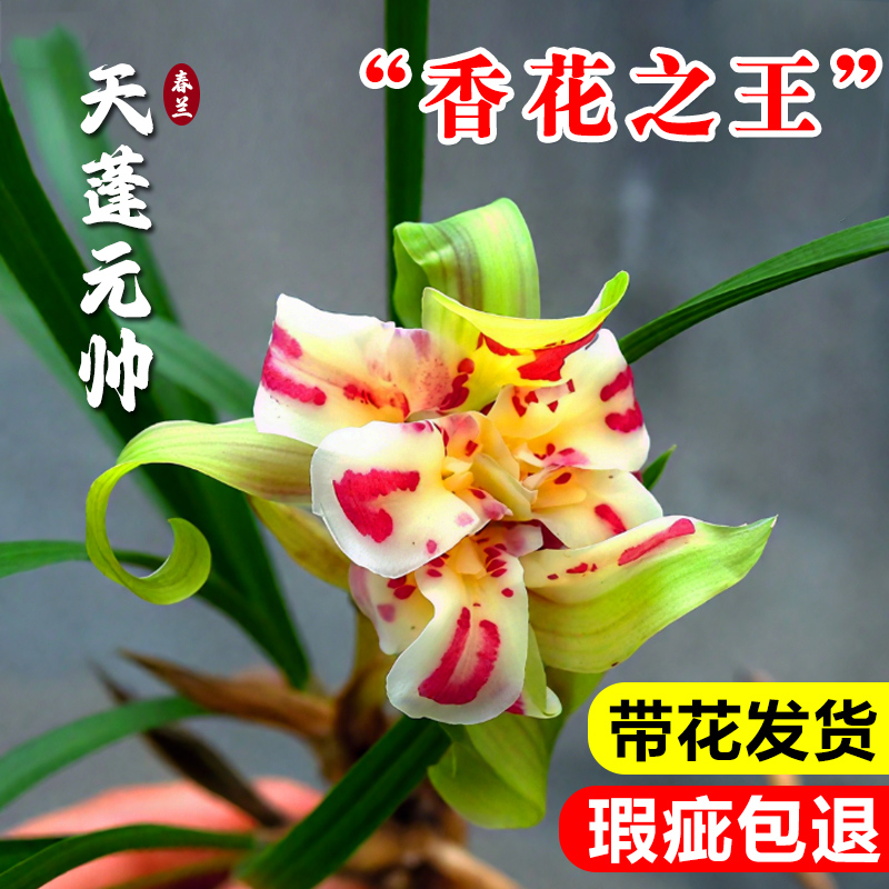 春兰天彭牡丹浓香型兰花苗带花苞