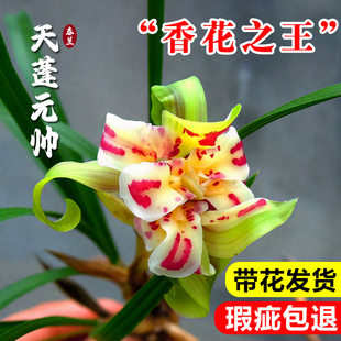 春兰奇花天彭牡丹带花苞出售浓香型兰花苗室内好养易活绿植高档兰