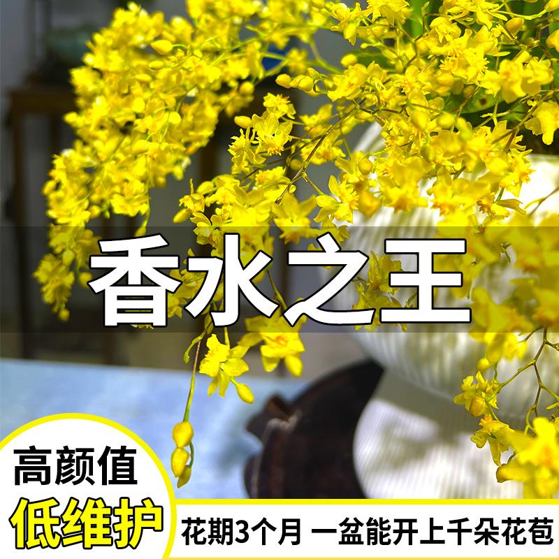 文心兰带花苞好养活绿植盆栽