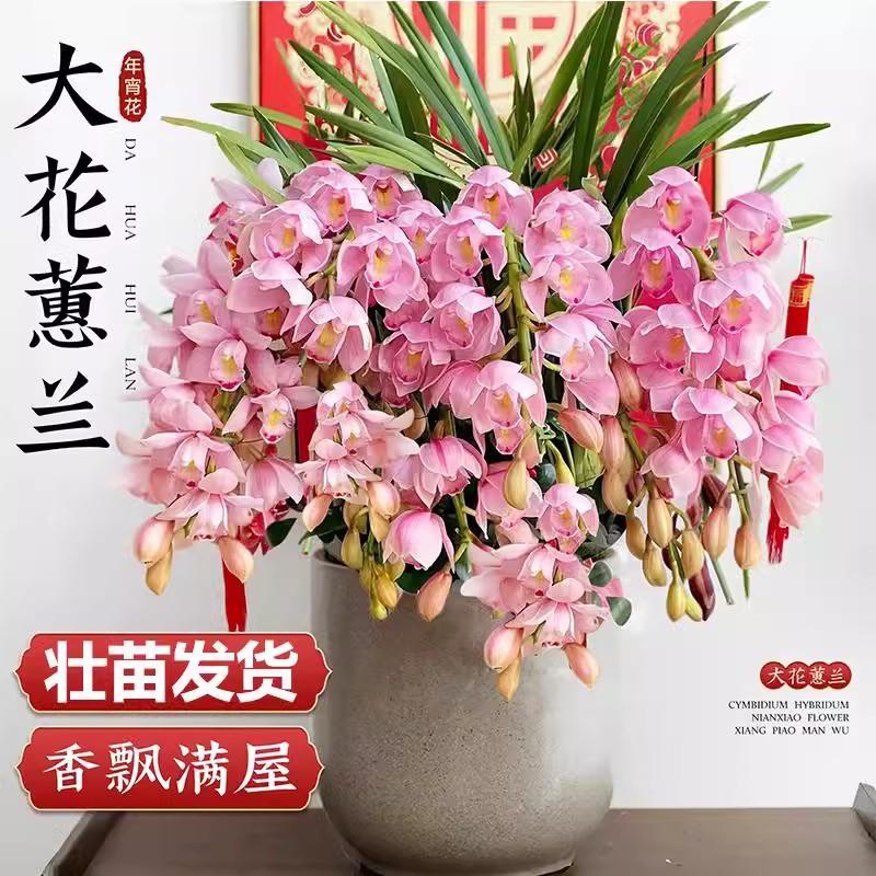 蕙兰带花苞花剑蕙兰花四季好养