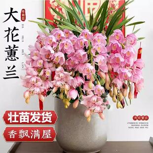大花蕙兰兰花盆栽带花苞年宵花惠兰花剑过年客厅室内鲜花卉绿植物