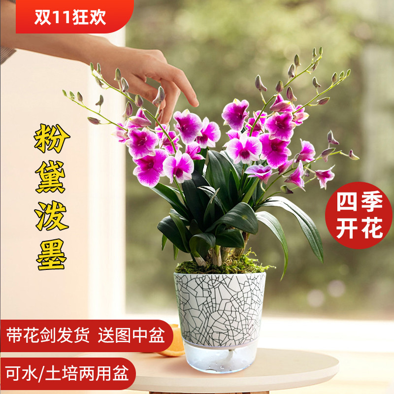 粉黛泼墨石斛兰盆栽带花水培花卉