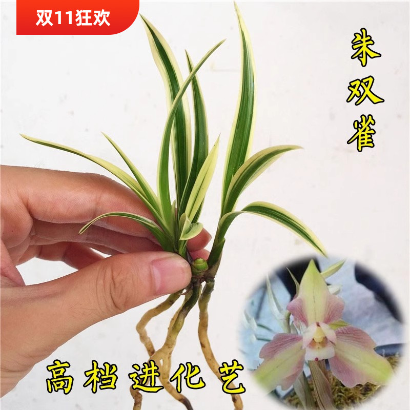 金边矮种朱双雀兰花苗好养易成活