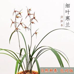 兰花细叶寒兰名贵兰花小叶特细浓香冬季盆栽阳台室内绿植高档花卉