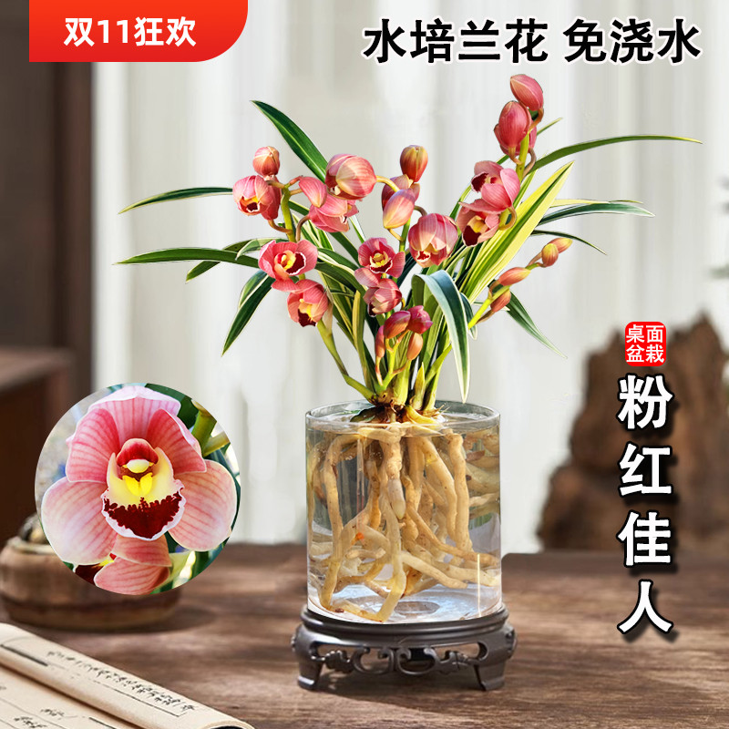 粉红佳人金边夏带花苞建兰