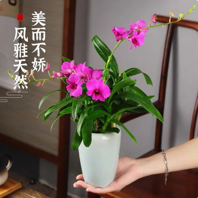 苔藓球香水石斛兰花水培懒人绿植