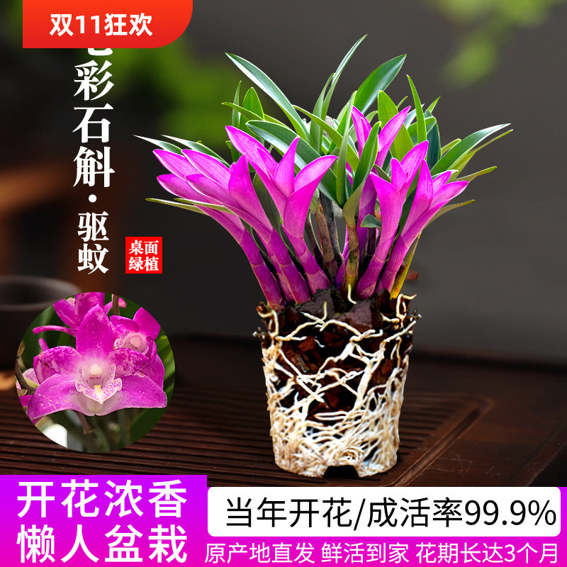 七彩香水石斛兰花四季兰好养绿植浓香型石斛改善睡眠绿植净化空气