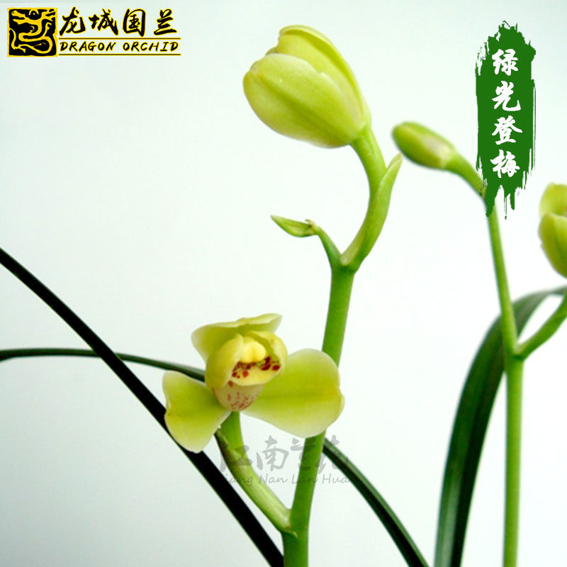 建兰八大铭品四季兰 绿光登梅 兰花苗 夏带浓香花苞好养花卉盆栽