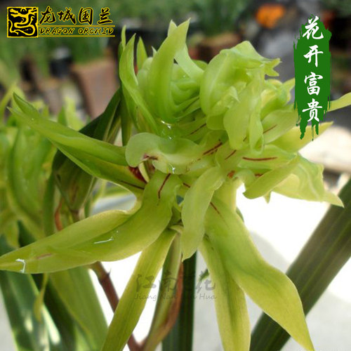 正品春兰奇花 花开富贵 现带浓香花苞出售好养易成活花卉室内盆栽