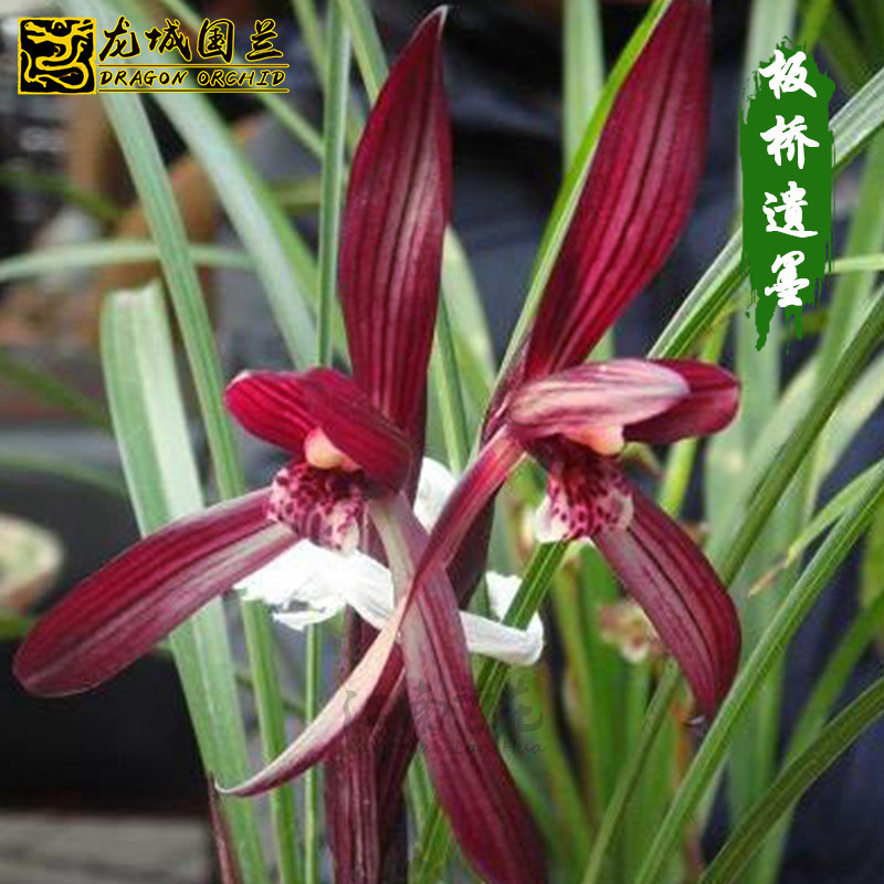 珍品春兰花苗 板桥遗墨 冬带浓香花苞好养 室内盆栽绿植花卉包邮