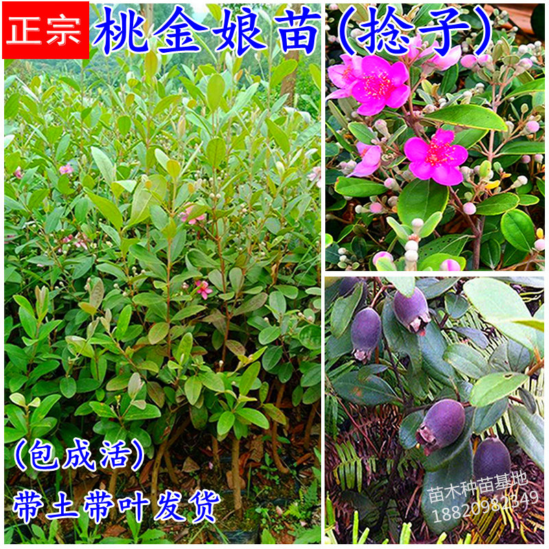 桃金娘山捻子常绿当年结果树苗