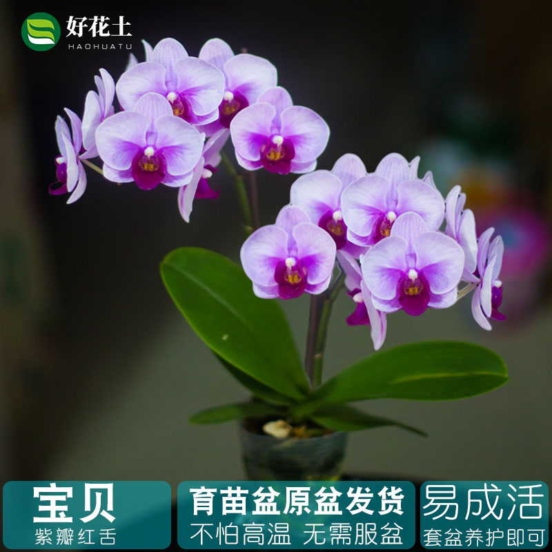 带花苞蝴蝶兰苗宝贝名贵盆栽花卉植物室内客厅壮苗