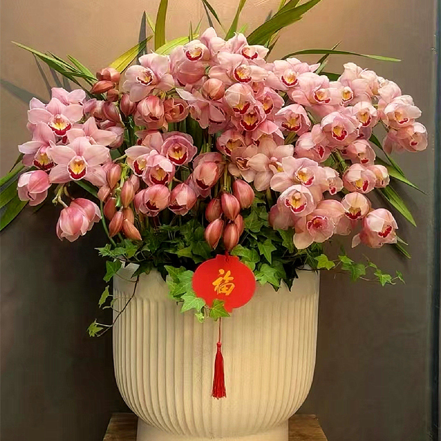 大花蕙兰植物盆栽兰花盆栽