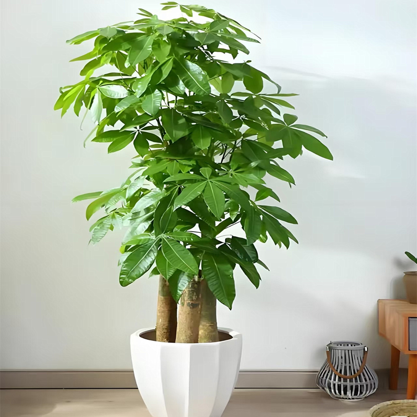 杭州鲜花发财树盆栽办公室