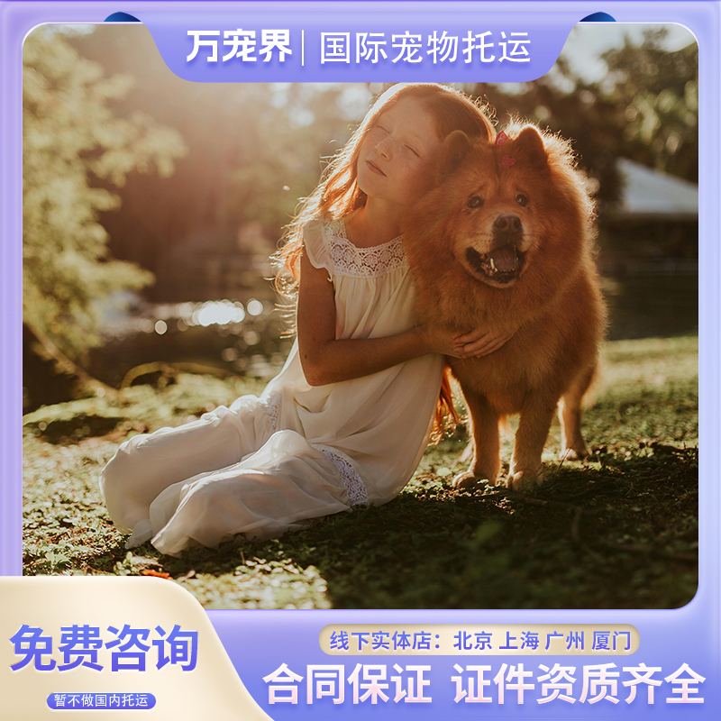 猫狗出国文件 国际宠物托运  服务犬宠物运输手续防疫证服务