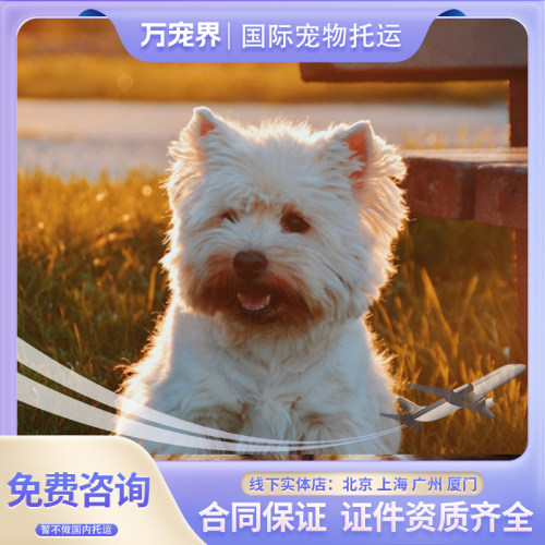 猫咪狗狗莫斯科俄罗斯客舱内宠物
