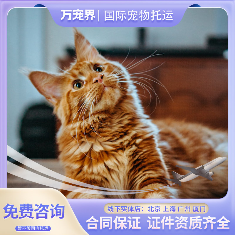 猫咪出国回国托运狗狗出国回国
