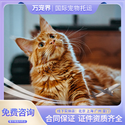 猫咪出国回国托运狗狗出国回国