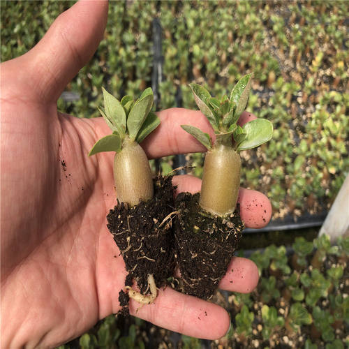 多肉沙漠玫瑰质量怎么样 多肉沙漠玫瑰口碑怎么样 小麦优选