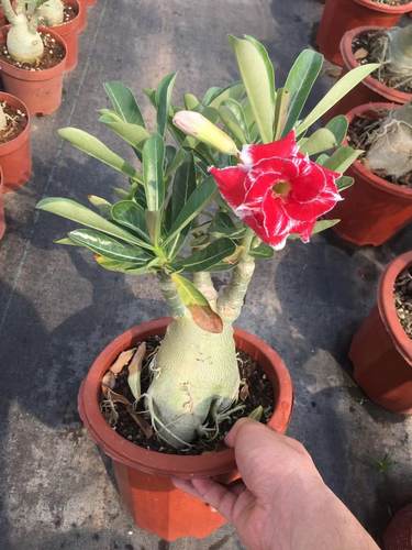 沙漠玫瑰盆栽8年苗好养阳台盆景