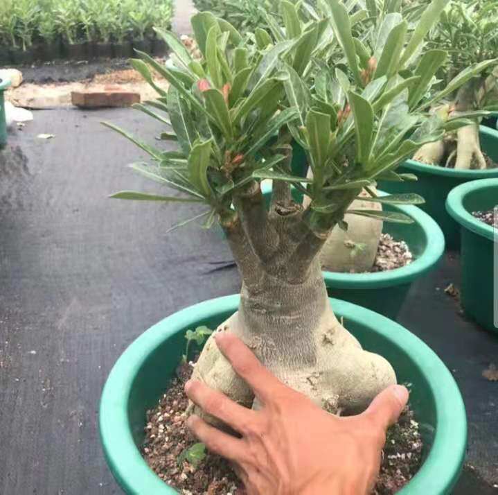 绿植沙漠玫瑰10年阳台多肉盆栽图片