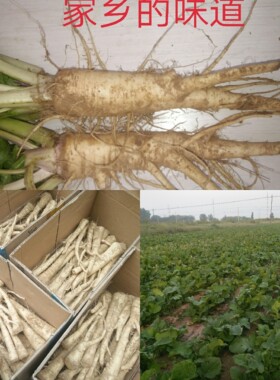 已售完 拍下后不发货蔓菁新鲜蛮茎本地人参蔓菁地蔓菁大头菜甜面