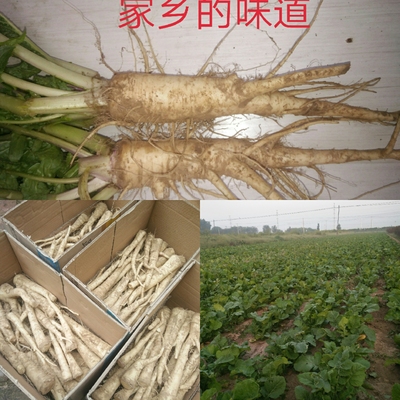 现刨蔓菁新鲜河北本地人参蔓菁地蔓菁甜面蔓菁疙瘩猪尾巴蔓菁5斤
