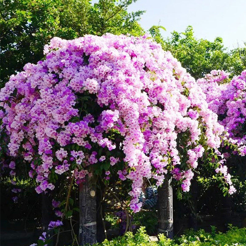 蒜香藤 紫铃藤 藤本植物 耐热