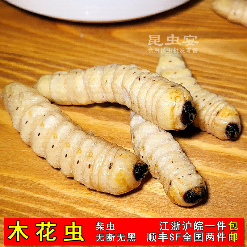 柴虫蛤虫木花虫柞树根天牛虫发财虫新鲜冷冻低脂食用昆虫2件包邮