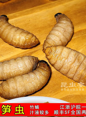 冷冻竹笋虫蛹大胖竹虫