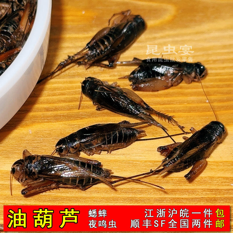 新鲜蟋蟀油葫芦冷冻蛐蛐食用昆虫油炸虫子土蛰子鱼食鸟食2件包邮