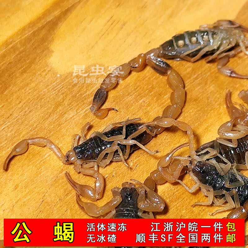 蝎子公蝎全蝎全虫油炸烧烤